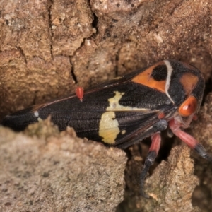 Eurymeloides pulchra at Melba, ACT - 7 Jul 2024 03:14 PM