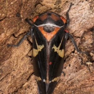 Eurymeloides pulchra at Melba, ACT - 7 Jul 2024 03:14 PM