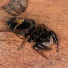 Apricia jovialis (Jovial jumping spider) at Melba, ACT - 7 Jul 2024 by kasiaaus