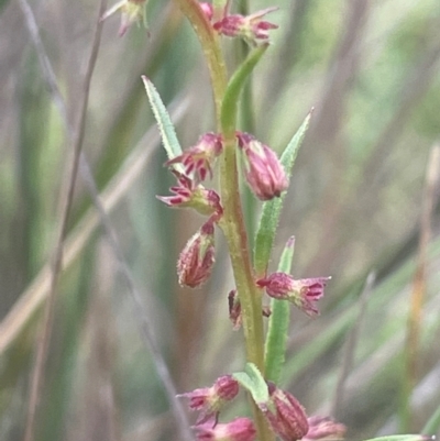 Haloragis heterophylla (Variable Raspwort) at QPRC LGA - 31 Dec 2023 by JaneR