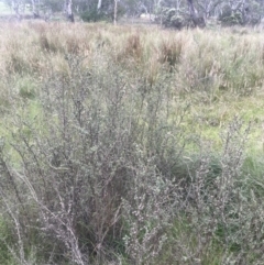 Leptospermum myrtifolium at QPRC LGA - 31 Dec 2023