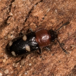 Thallis vinula at Melba, ACT - 7 Jul 2024 03:29 PM