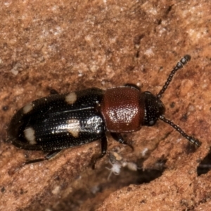 Thallis vinula at Melba, ACT - 7 Jul 2024 03:29 PM