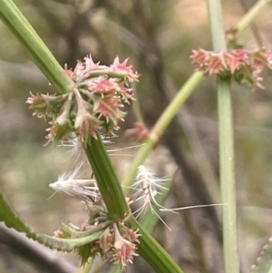 Rumex brownii at QPRC LGA - 31 Dec 2023 05:23 PM