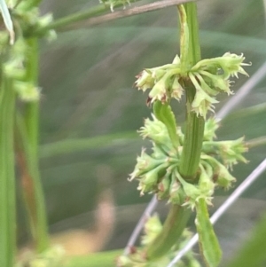 Rumex brownii at QPRC LGA - 31 Dec 2023 05:23 PM