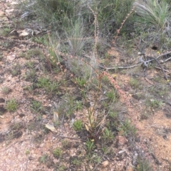 Rumex brownii at QPRC LGA - 31 Dec 2023 05:23 PM