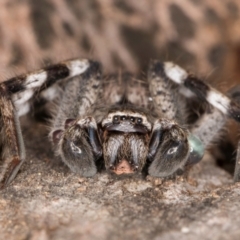 Unidentified Huntsman spider (Sparassidae) at Melba, ACT - 7 Jul 2024 by kasiaaus