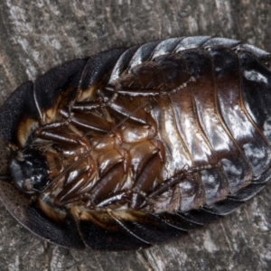 Laxta granicollis at Melba, ACT - 7 Jul 2024 03:37 PM