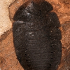 Laxta granicollis at Melba, ACT - 7 Jul 2024 03:37 PM