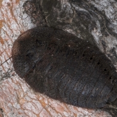 Laxta granicollis at Melba, ACT - 7 Jul 2024 03:37 PM