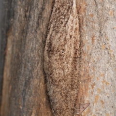 Chelepteryx collesi (White-stemmed Gum Moth) at Melba, ACT - 7 Jul 2024 by kasiaaus