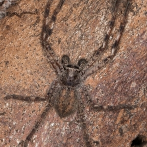 Isopedella pessleri at Melba, ACT - 7 Jul 2024