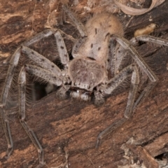 Isopeda canberrana (Canberra Huntsman Spider) at Melba, ACT - 7 Jul 2024 by kasiaaus