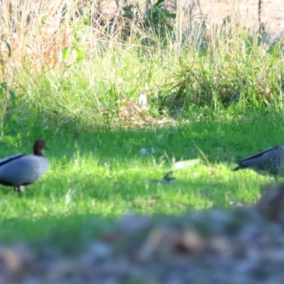 Chenonetta jubata (Australian Wood Duck) at Darlington Point, NSW - 6 Jul 2024 by MB