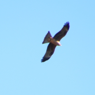 Milvus migrans (Black Kite) at Hillston, NSW - 6 Jul 2024 by MB