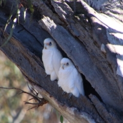 Cacatua sanguinea (Little Corella) at Hillston, NSW - 6 Jul 2024 by MB