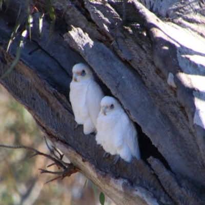 Cacatua sanguinea (Little Corella) at Hillston, NSW - 6 Jul 2024 by MB