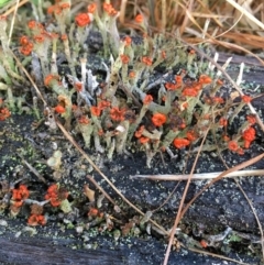 Cladonia floerkeana at Lower Borough, NSW - 7 Jul 2024 by mcleana