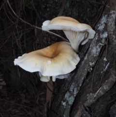 Omphalotus nidiformis (Ghost Fungus) at Narooma, NSW - 16 Apr 2024 by Bushrevival