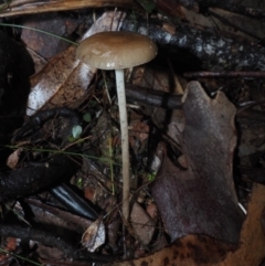 Oudemansiella gigaspora group (Rooting Shank) at Dalmeny, NSW - 17 Apr 2024 by Bushrevival