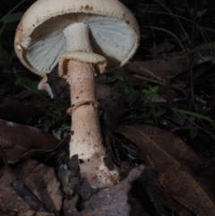 Amanita sp. (Amanita sp.) at Dalmeny, NSW - 17 Apr 2024 by Bushrevival