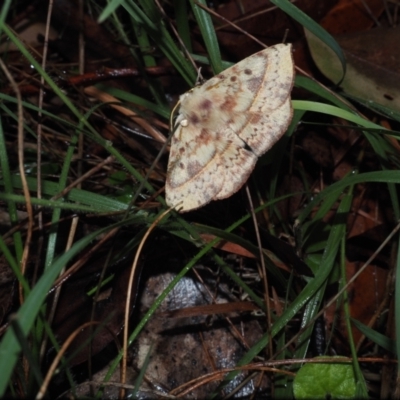 Anthela acuta (Common Anthelid) at Dalmeny, NSW - 17 Apr 2024 by Bushrevival