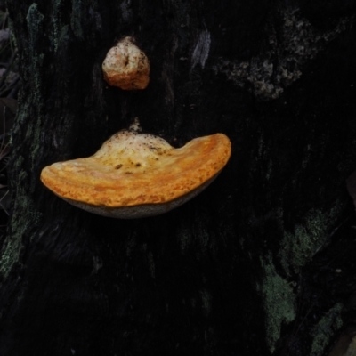 Piptoporus australiensis (Curry Punk) at Dalmeny, NSW - 17 Apr 2024 by Bushrevival