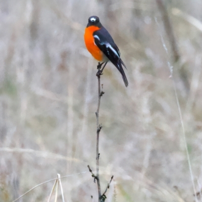 Petroica phoenicea (Flame Robin) at Goorooyarroo NR (ACT) - 7 Jul 2024 by jb2602