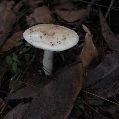 Amanita sp. (Amanita sp.) at Dalmeny, NSW - 17 Apr 2024 by Bushrevival