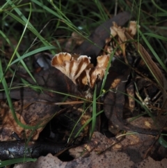 Podoscypha petalodes at Dalmeny, NSW - 17 Apr 2024 by Bushrevival