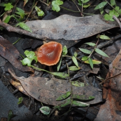 Lactarius eucalypti (Lactarius eucalypti) at Dalmeny, NSW - 17 Apr 2024 by Bushrevival