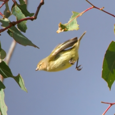 Smicrornis brevirostris (Weebill) at Goorooyarroo NR (ACT) - 7 Jul 2024 by jb2602