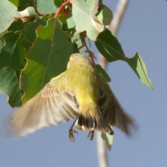 Smicrornis brevirostris at Goorooyarroo NR (ACT) - 7 Jul 2024