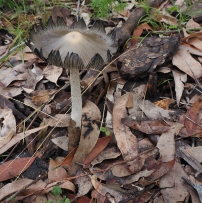 Coprinellus etc. (An Inkcap) at Dalmeny, NSW - 17 Apr 2024 by Bushrevival