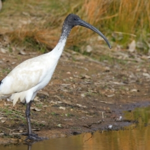 Threskiornis molucca at Goorooyarroo NR (ACT) - 7 Jul 2024