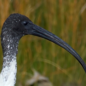 Threskiornis molucca at Goorooyarroo NR (ACT) - 7 Jul 2024