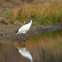 Threskiornis molucca at Goorooyarroo NR (ACT) - 7 Jul 2024