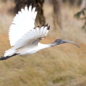 Threskiornis molucca at Goorooyarroo NR (ACT) - 7 Jul 2024