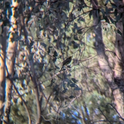 Lichenostomus melanops (Yellow-tufted Honeyeater) at Big Springs, NSW - 7 Jul 2024 by Darcy