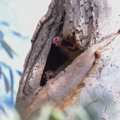 Trichosurus vulpecula (Common Brushtail Possum) at Dickson, ACT - 7 Jul 2024 by AlisonMilton