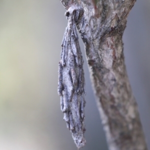 Metura elongatus at Dickson, ACT - 7 Jul 2024