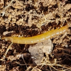 Saragus sp. (genus) at Strathnairn, ACT - 5 Jul 2024