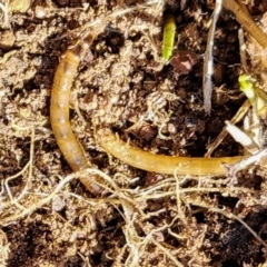 Saragus sp. (genus) at Strathnairn, ACT - 5 Jul 2024