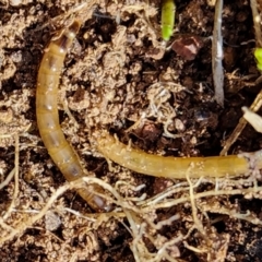 Saragus sp. (genus) at Strathnairn, ACT - 5 Jul 2024