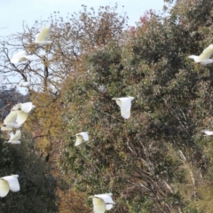 Cacatua galerita (Sulphur-crested Cockatoo) at Dickson, ACT - 7 Jul 2024 by AlisonMilton