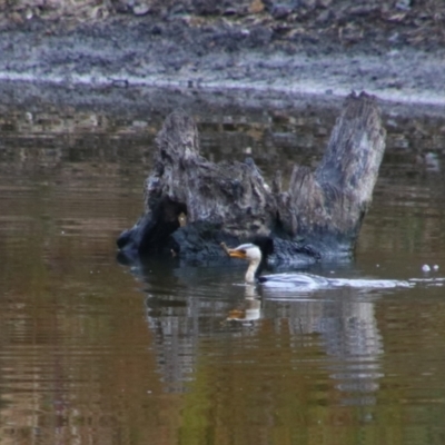 Microcarbo melanoleucos (Little Pied Cormorant) at Namadgi National Park - 8 Jul 2024 by MB