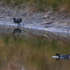 Gallinula tenebrosa (Dusky Moorhen) at Namadgi National Park - 8 Jul 2024 by MB