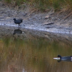 Gallinula tenebrosa (Dusky Moorhen) at Namadgi National Park - 8 Jul 2024 by MB