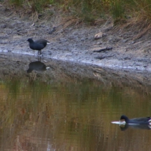 Gallinula tenebrosa at Namadgi National Park - 8 Jul 2024 11:08 AM