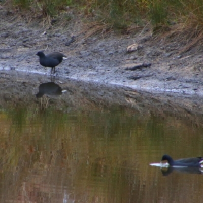 Gallinula tenebrosa (Dusky Moorhen) at Namadgi National Park - 8 Jul 2024 by MB